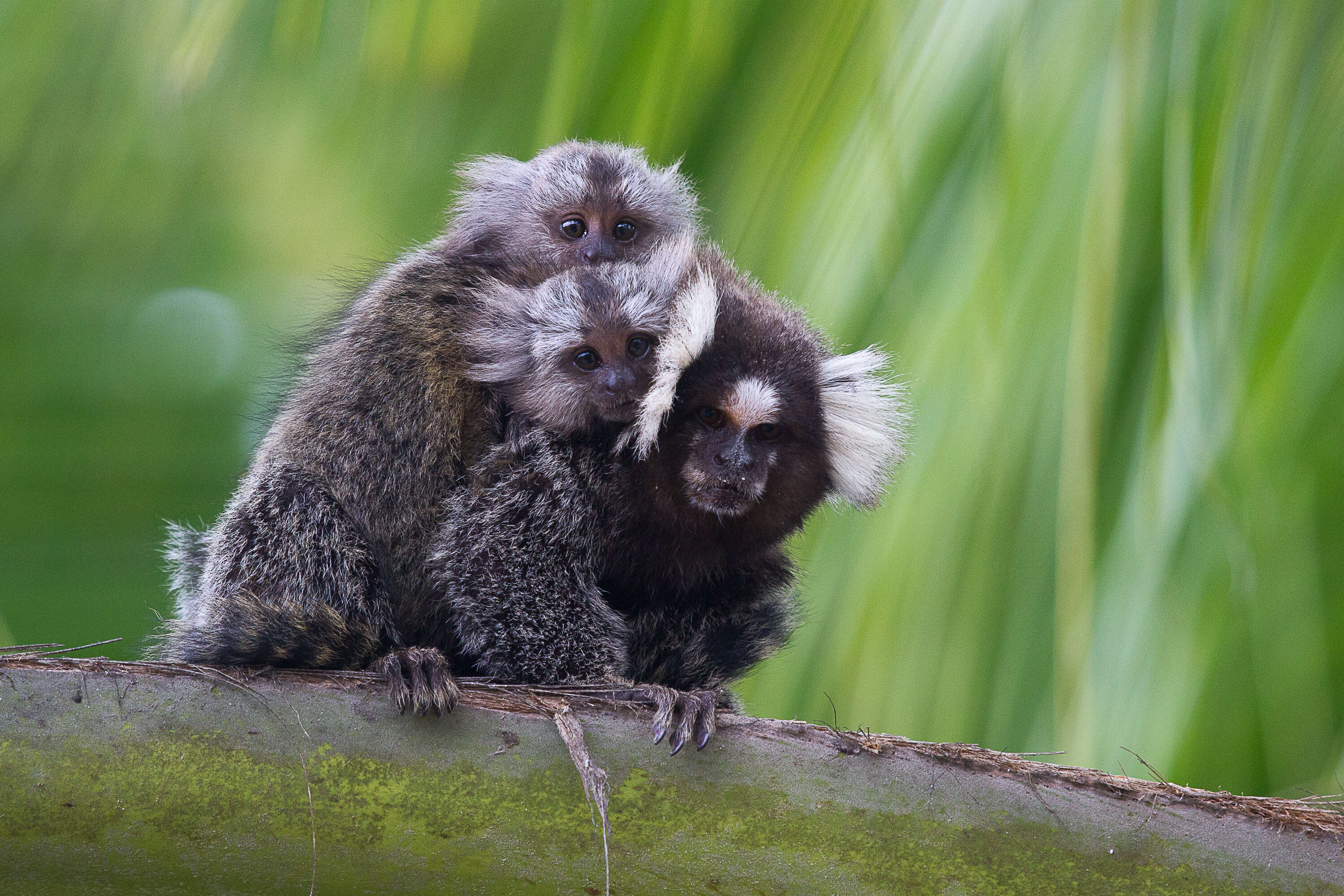 Image of Common Marmoset