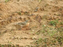 Image of Grey-necked Bunting