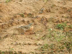 Слика од Emberiza buchanani Blyth 1845