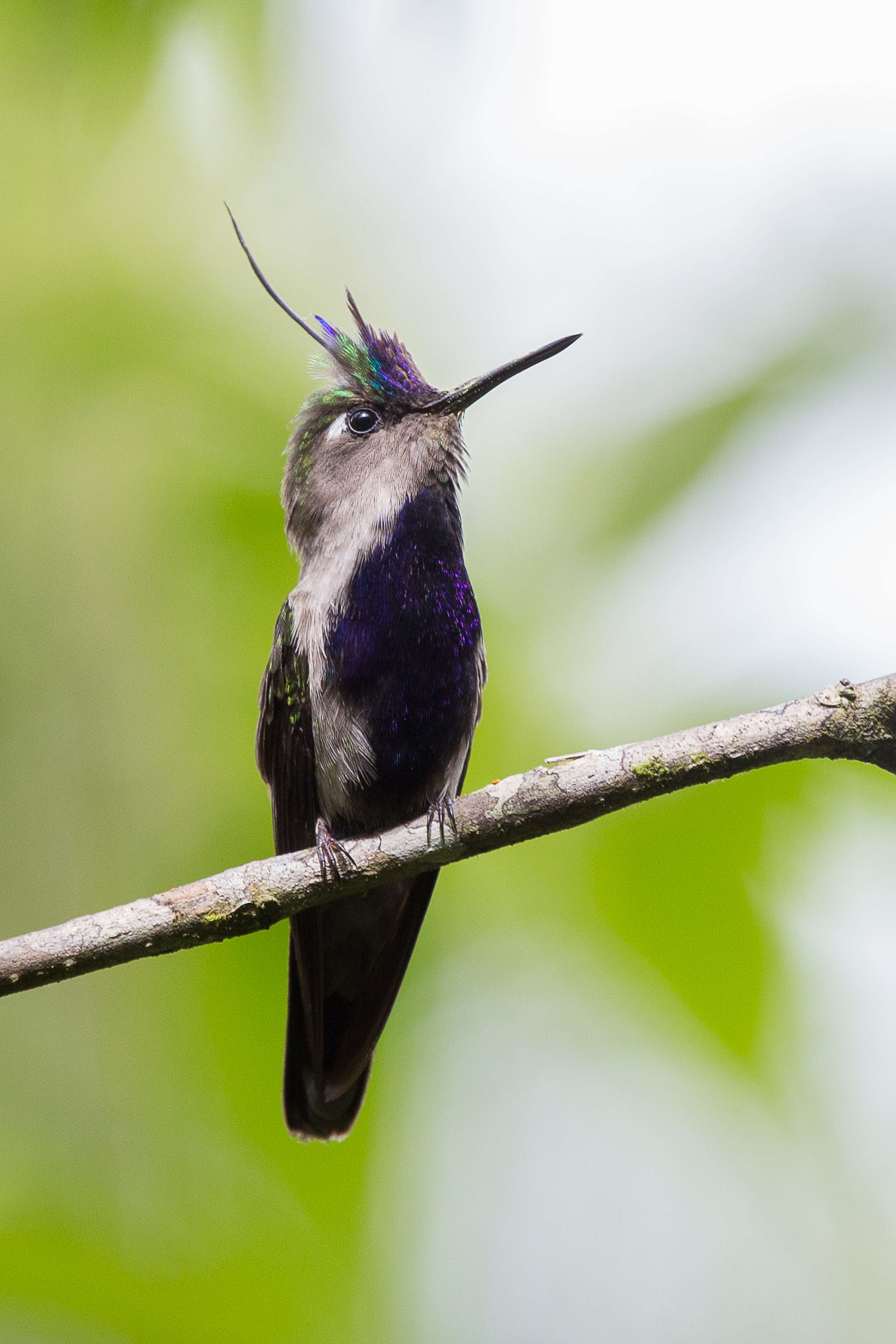 Image of Black-breasted Plovercrest