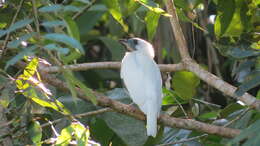 Image of Bare-throated Bellbird