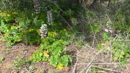 Imagem de Acanthus mollis L.