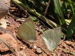 Image of Catopsilia pyranthe (Linnaeus 1758)