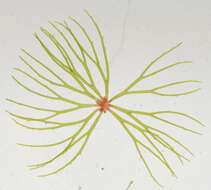 Image of Ceratophyllum demersum var. demersum