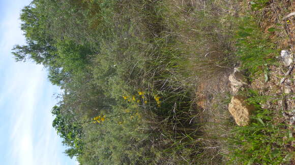 Image of Spanish oyster thistle