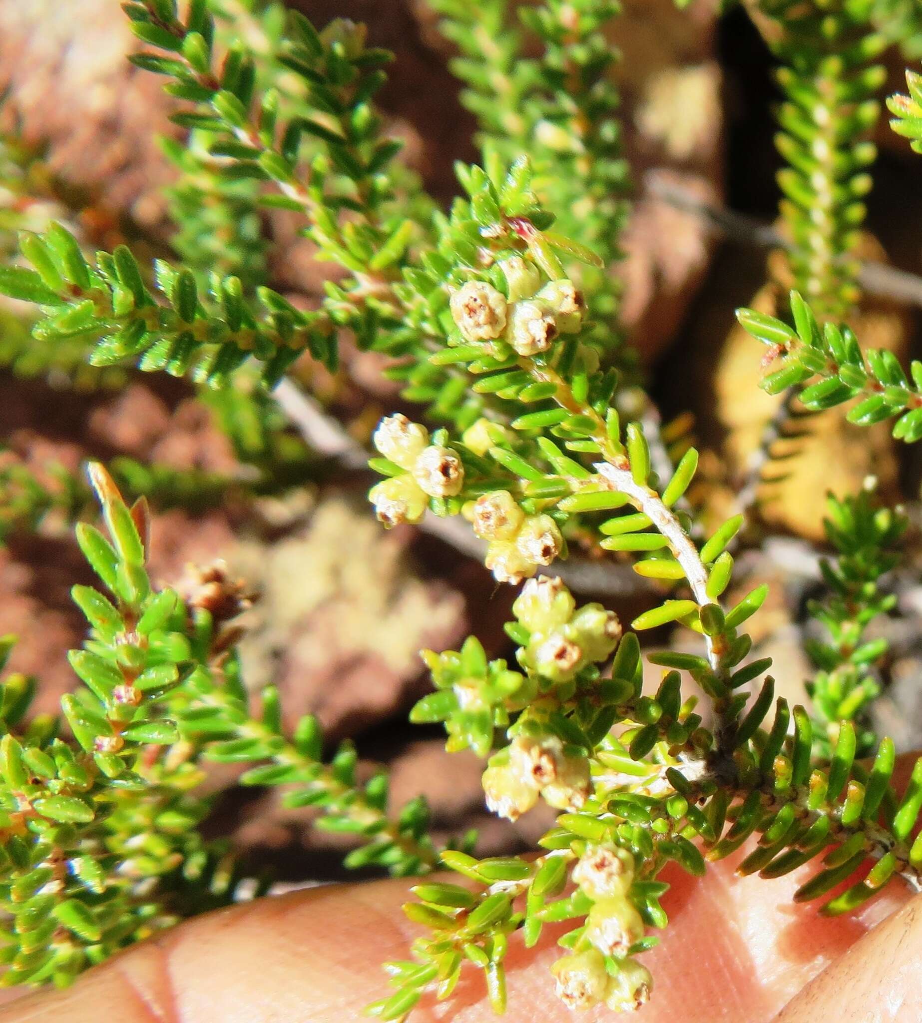 Image of Erica serrata Thunb.