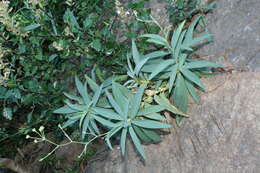 Image of Bupleurum plantagineum Desf.