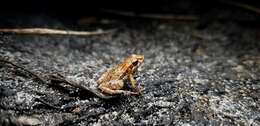 Image of Tinkling Froglet