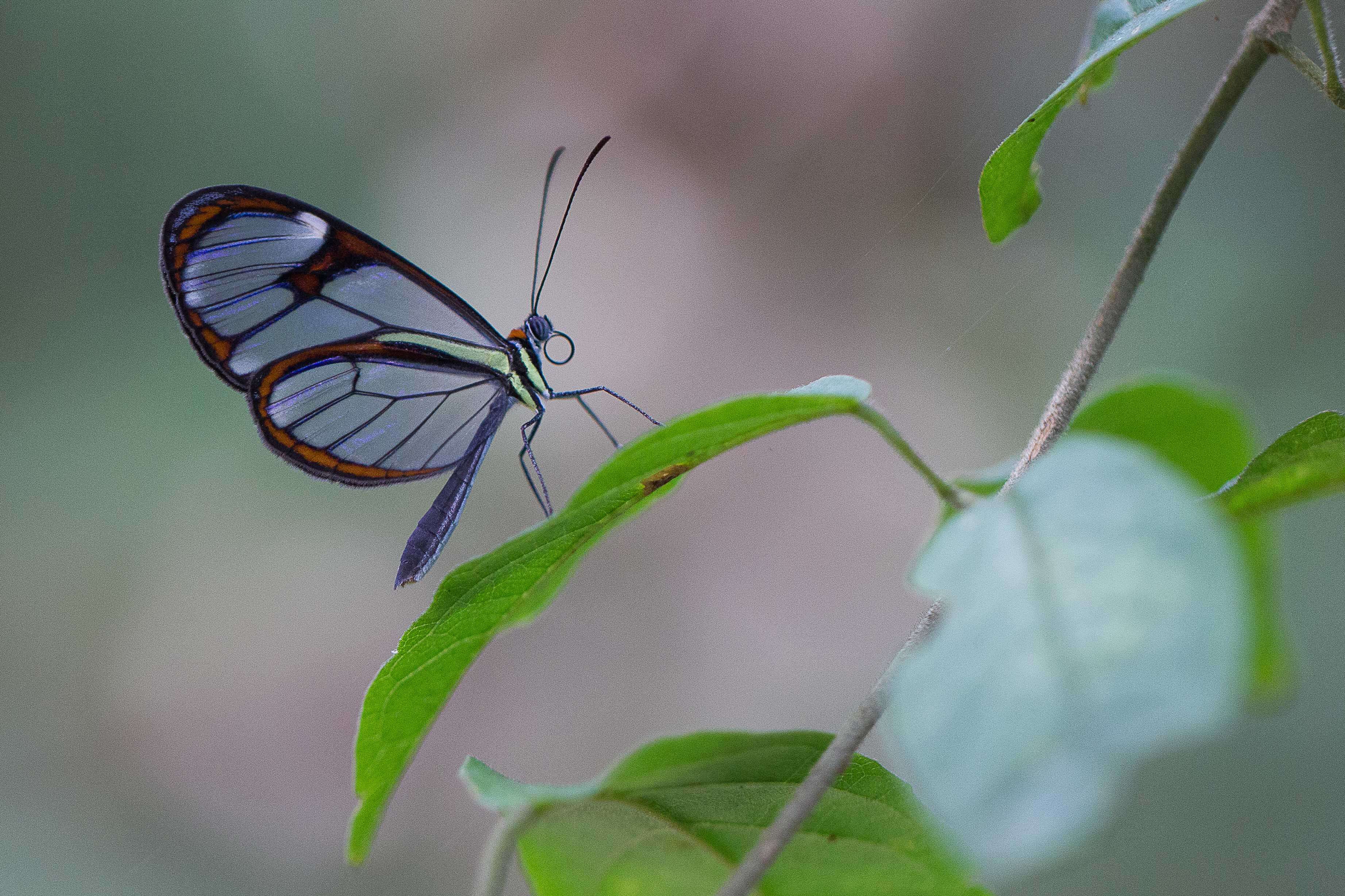 Image of Glass Wing