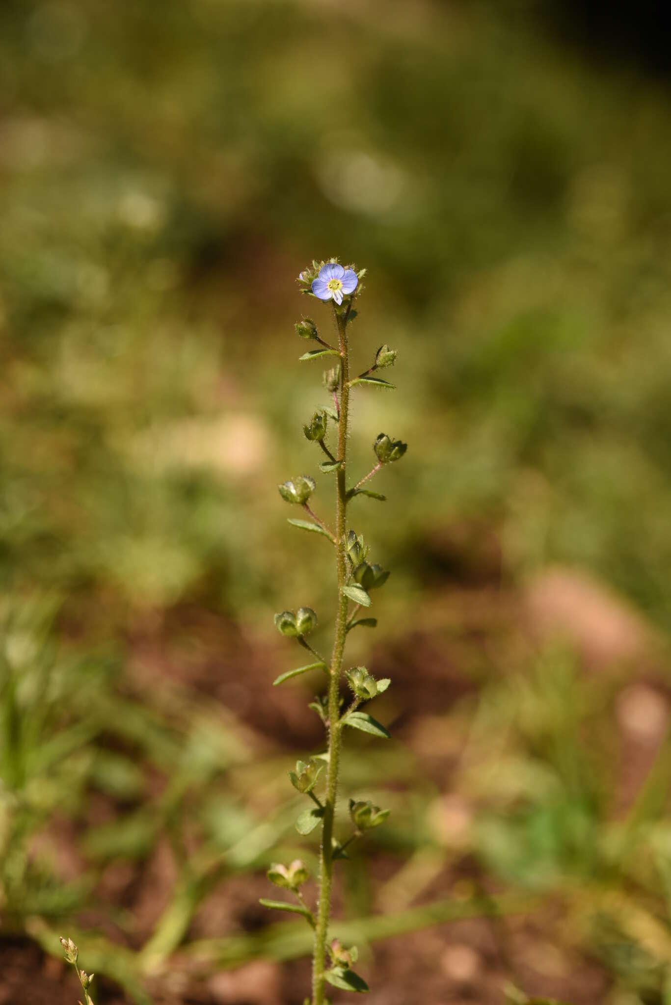 Image of Veronica acinifolia L.