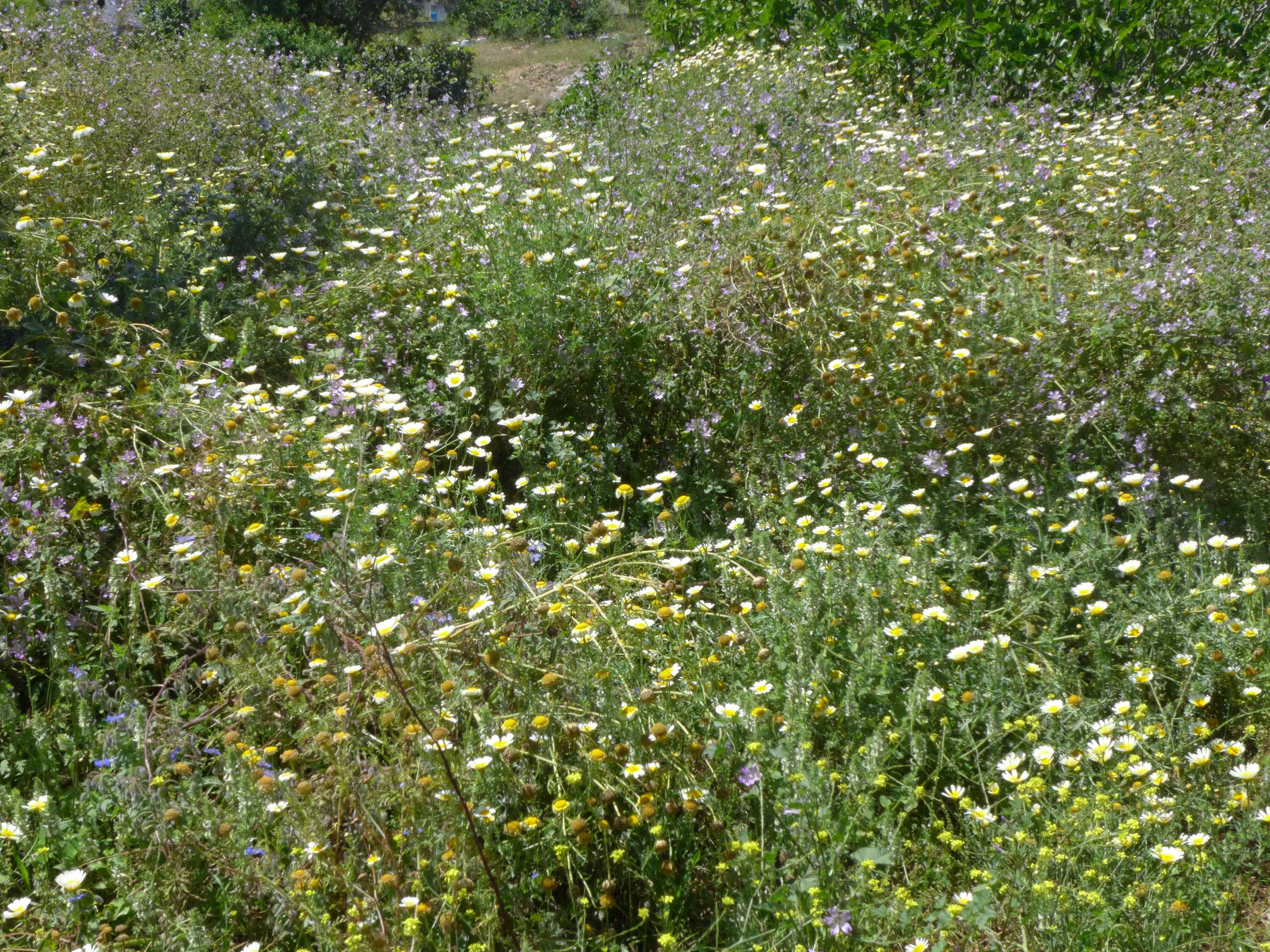 Слика од Glebionis coronaria (L.) N. N. Tzvel.