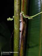 Image of Bolitoglossa peruviana (Boulenger 1883)