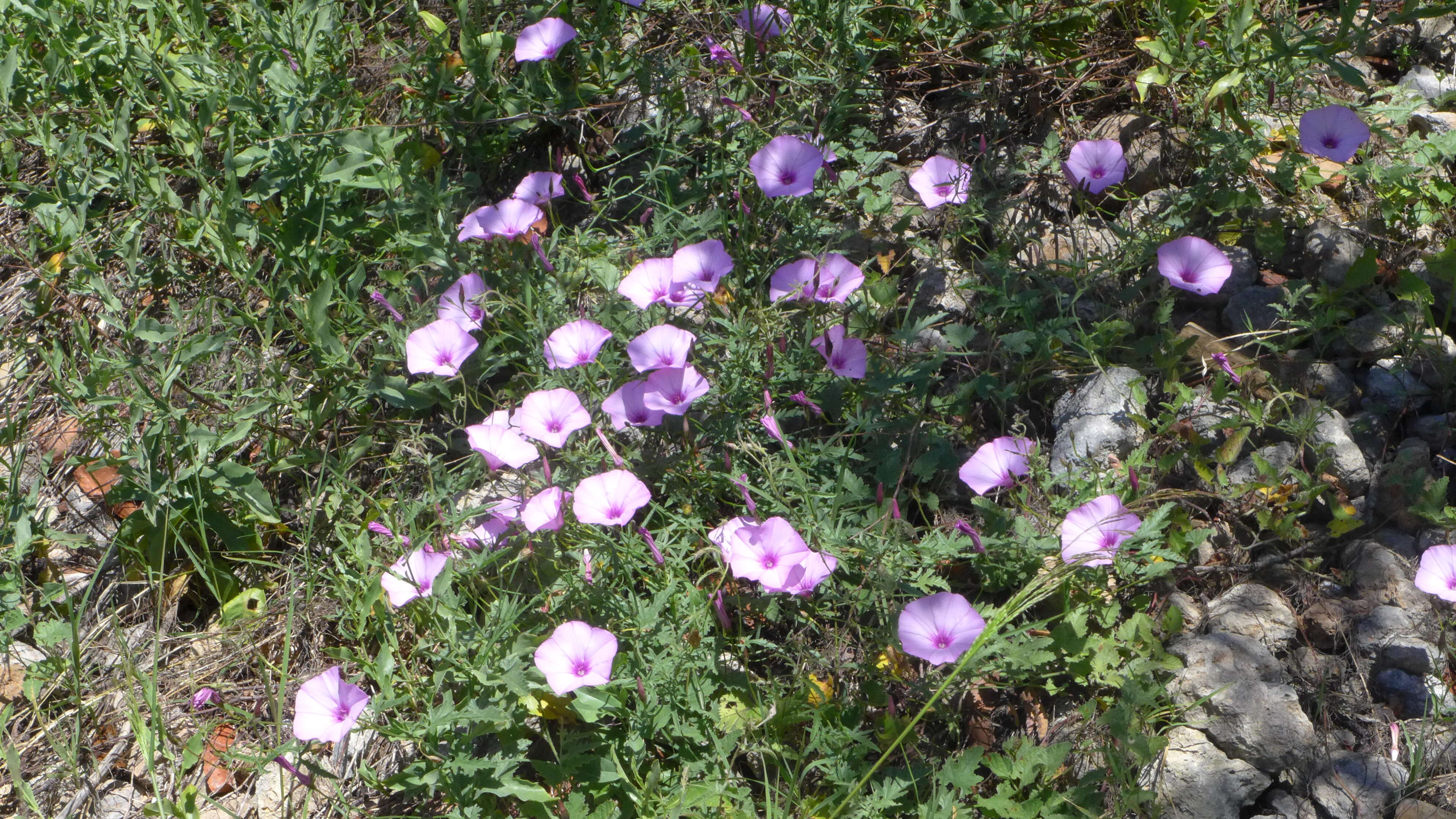 Plancia ëd Calystegia soldanella (L.) R. Br.