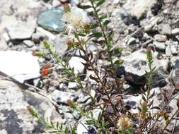 Image of Chiliadenus glutinosus (L.) Fourr.