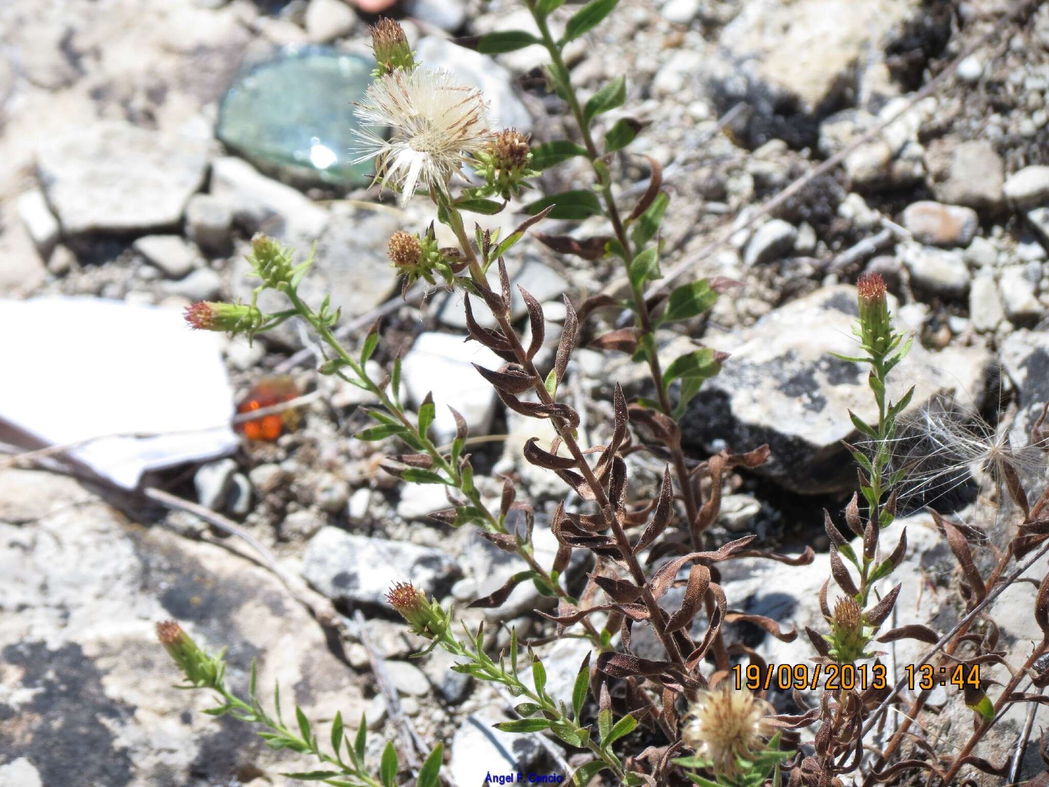 Image of Chiliadenus glutinosus (L.) Fourr.