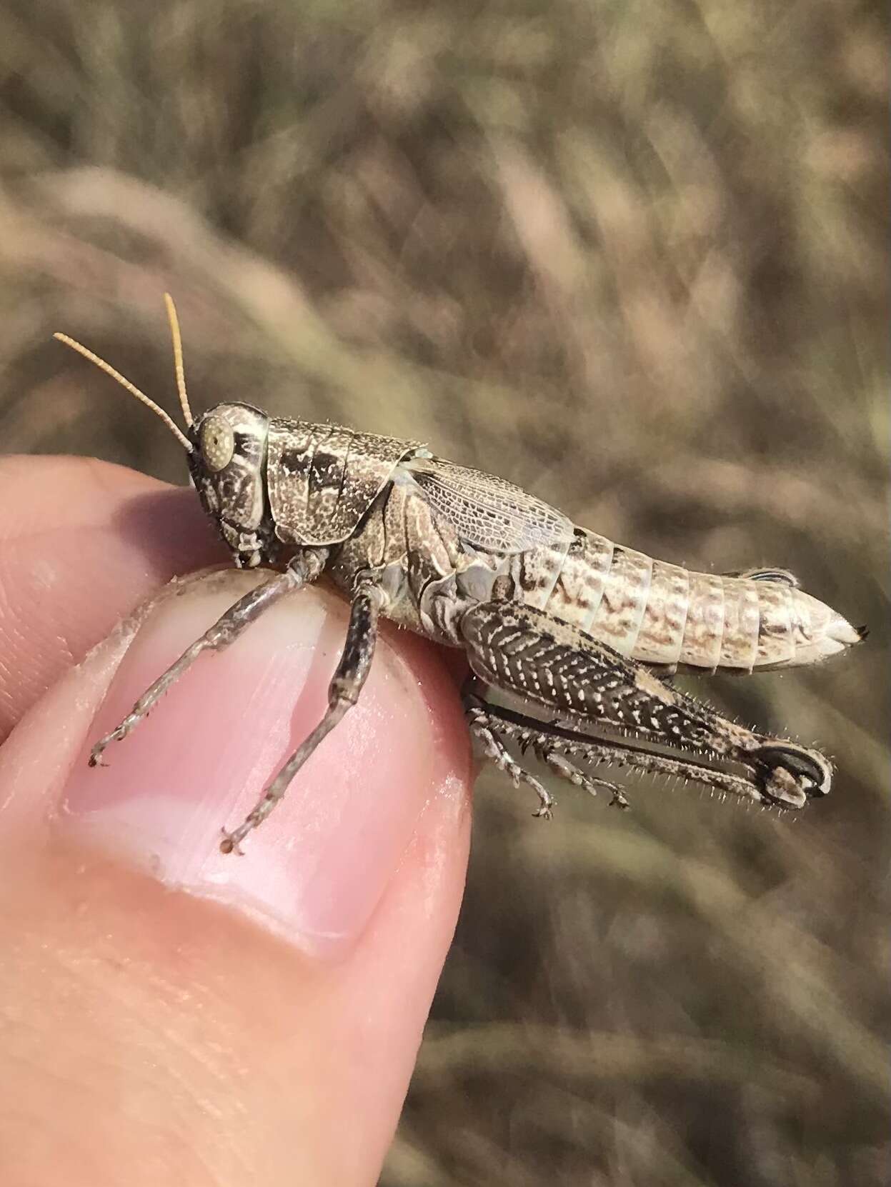 Слика од Campylacantha olivacea (Scudder & S. H. 1875)