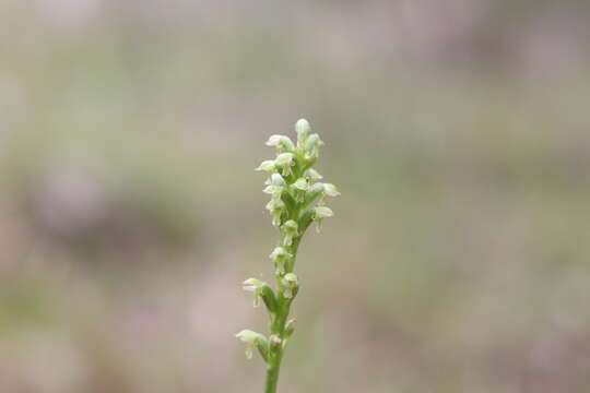 Image of Microtis alboviridis R. J. Bates