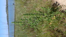 Image of Spanish oyster thistle