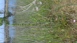 Image of Spanish oyster thistle