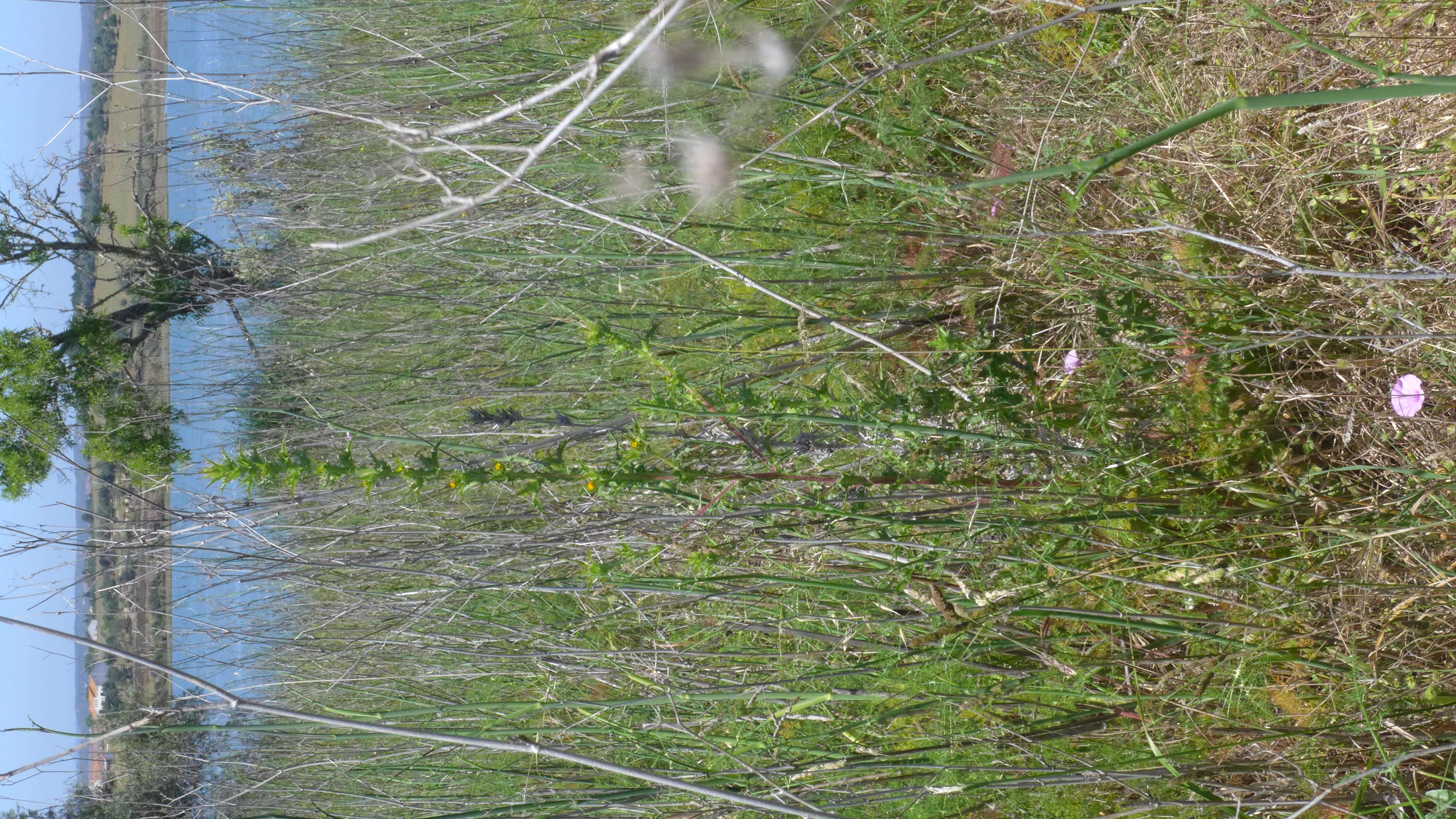 Image of Spanish oyster thistle