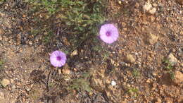 Plancia ëd Calystegia soldanella (L.) R. Br.