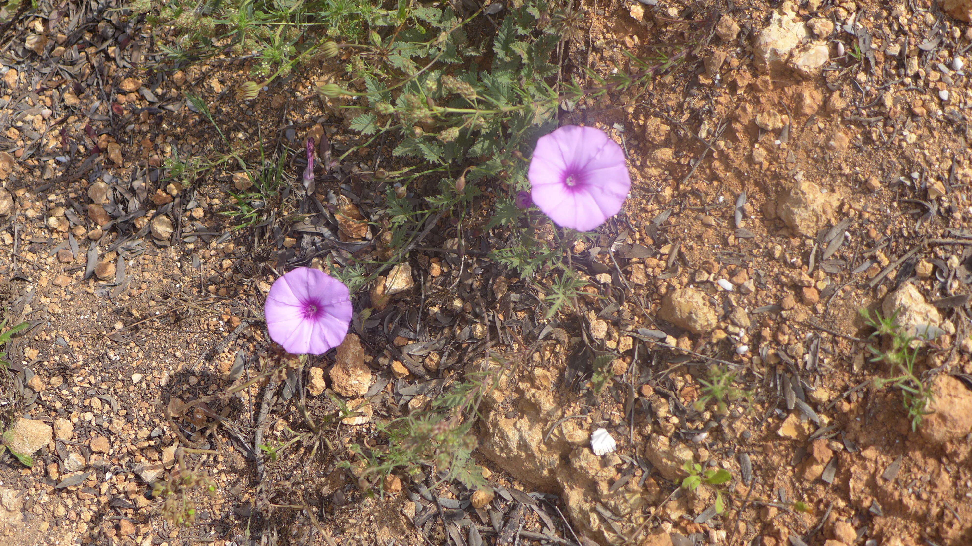 Plancia ëd Calystegia soldanella (L.) R. Br.