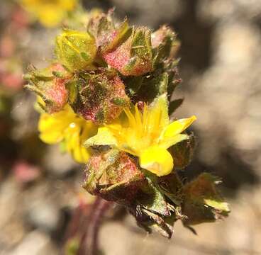 Image de Ivesia lycopodioides var. scandularis (Rydb.) Ertter & Reveal