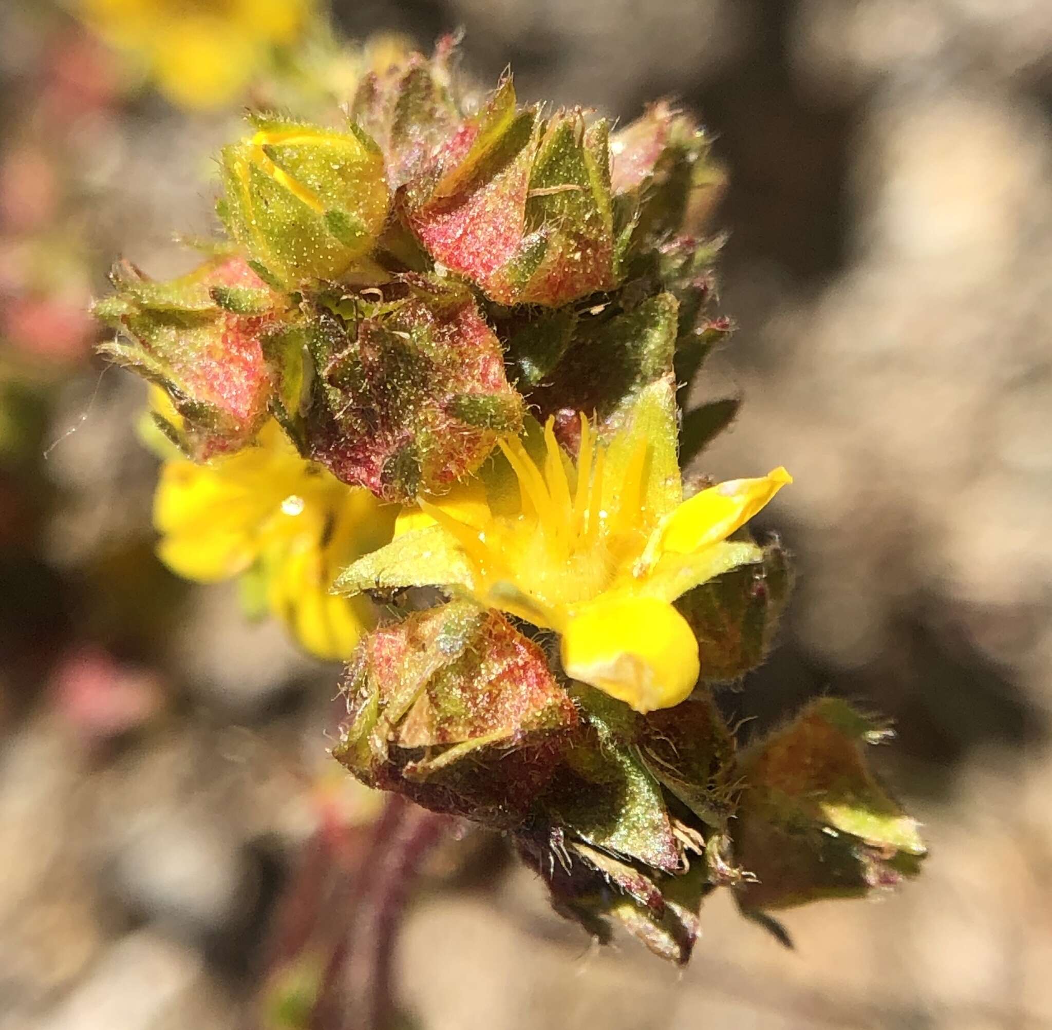 Plancia ëd Ivesia lycopodioides var. scandularis (Rydb.) Ertter & Reveal