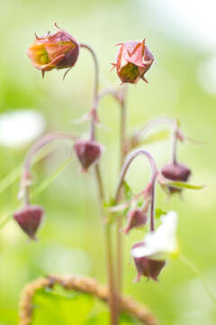 Image of Water Avens