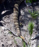 Image of Prairie Rattlesnake