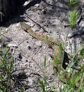 Image of Prairie Rattlesnake