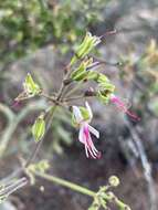 Image of Pelargonium karooescens R. T. F. Clifton