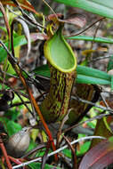 Image of Nepenthes mindanaoensis Sh. Kurata