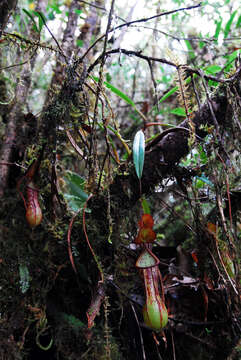 Image of Nepenthes mindanaoensis Sh. Kurata