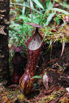 Image of Nepenthes mindanaoensis Sh. Kurata