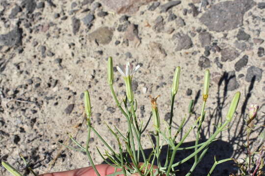 Image of skeletonweed