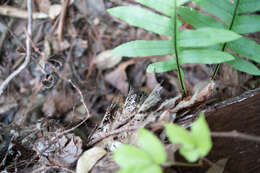 Image of Aglaomorpha fortunei (Kunze ex Mett.) Hovenkamp & S. Linds.