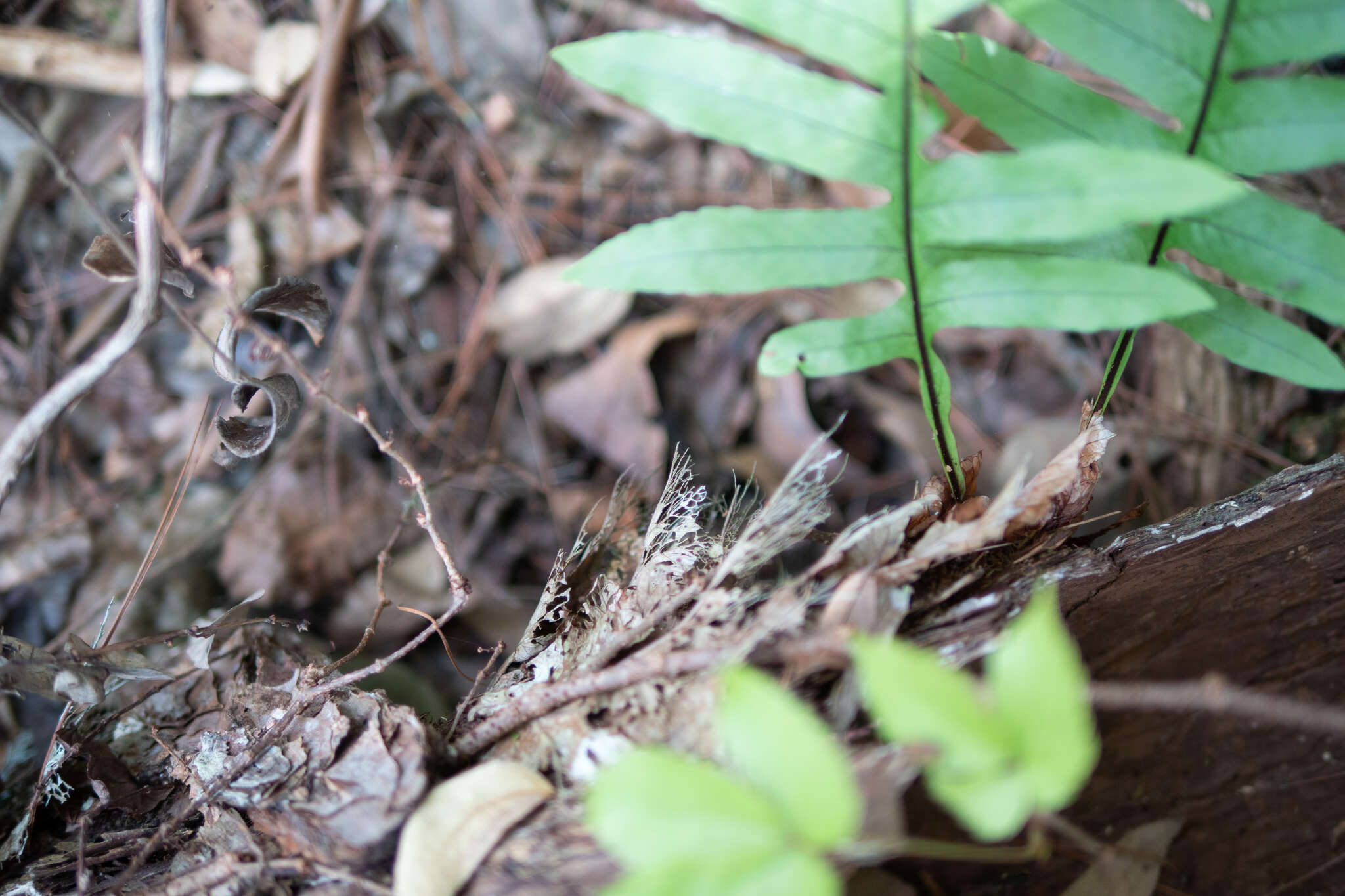 Image of Aglaomorpha fortunei (Kunze ex Mett.) Hovenkamp & S. Linds.