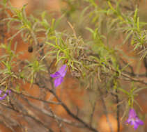 Imagem de Eremophila gilesii F Muell.