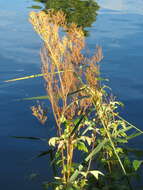 Image of Meadowsweet