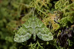 Image of kāmahi green spindle