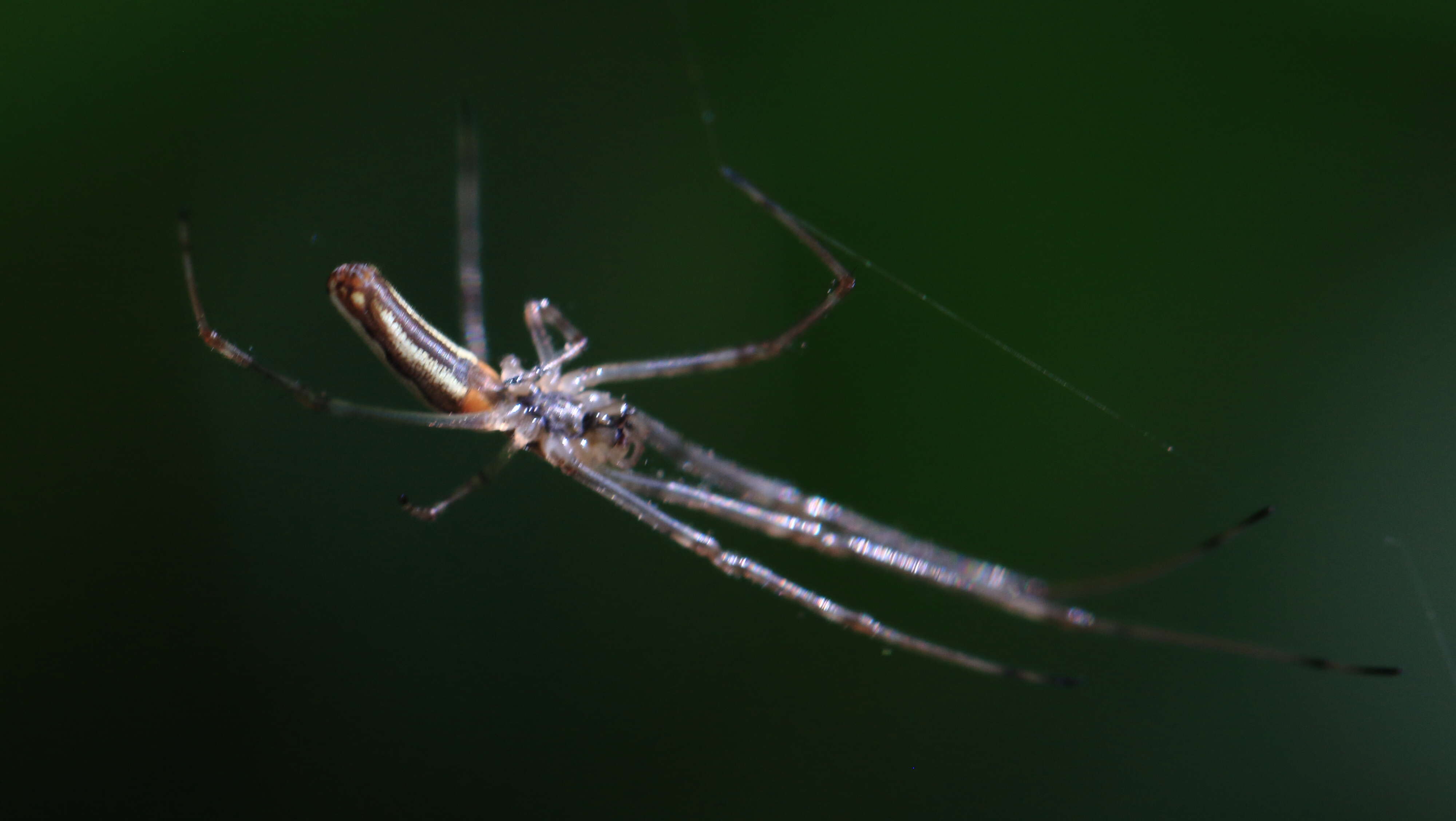 Image of Tetragnatha montana Simon 1874