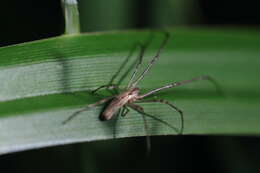 Image of Tetragnatha montana Simon 1874