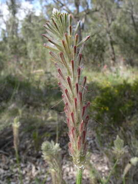 Image of Ptilotus polystachyus (Gaudich.) F. Müll.