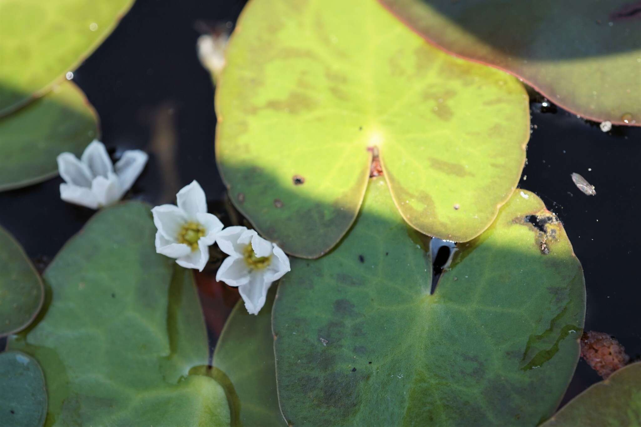 Image of Little Floatingheart