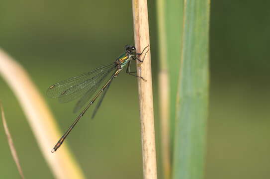 Image of Chalcolestes Kennedy 1920