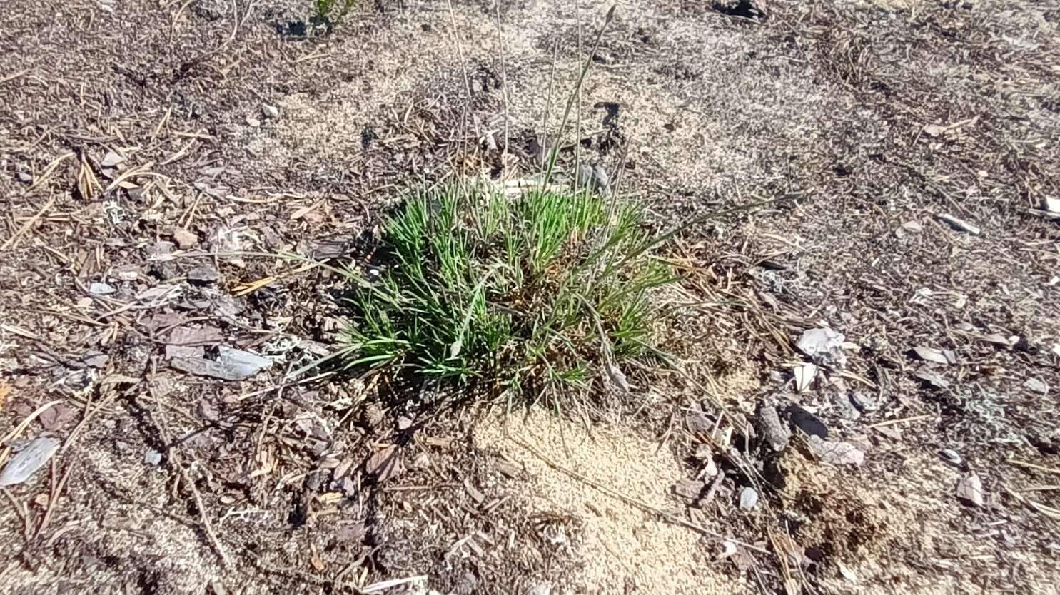 صورة Dianthus arenarius subsp. borussicus Vierh.