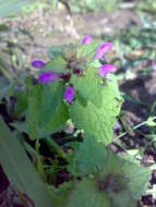 Image of purple archangel