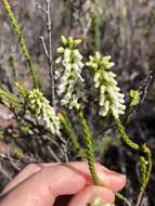 Erica flavicoma Bartl. resmi