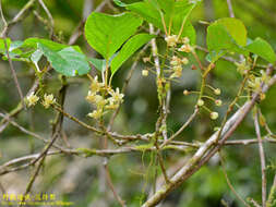 Image de Actinidia callosa var. discolor C. F. Liang